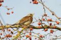 Oiseau-fruits.jpg